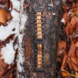 Timewood Apple watch band M